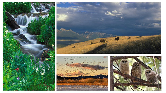 Habitat Photo Collage